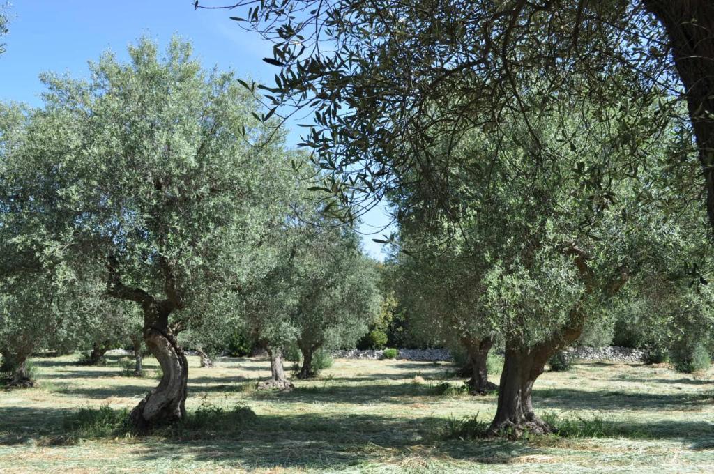 Masseria Costanza Putignano Extérieur photo